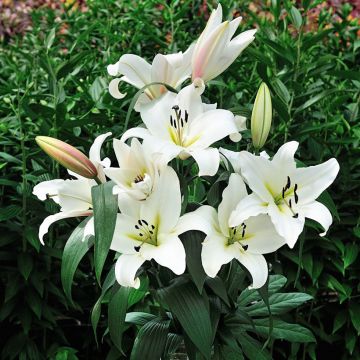 Orientalische Lilie Saronno - Lilium