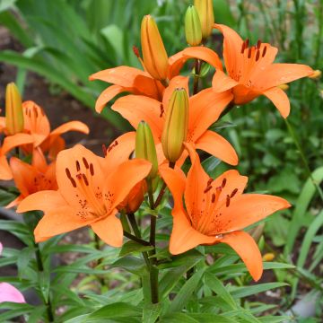 Asiatische Lilie Tresor - Lilium
