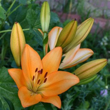 Hybrid-Lilie Menton - Lilium