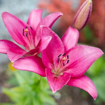 Hybrid Lilie Sentosa - Lilium