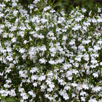 Lobelia erinus White Lady (Samen) - Lobelie