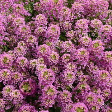 Strand-Silberkraut Raspberry Stream - Lobularia