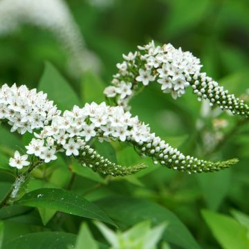 Lysimachia clethroides - Schnee-Felberich Lysimachia clethroides - Schnee-Felberich