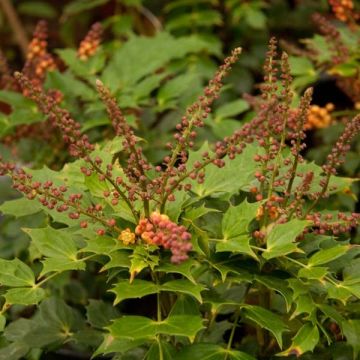 Mahonia nitens Cabaret - Orangeblühende Mahonie