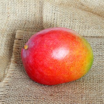 Mangobaum Kent - Mangifera indica