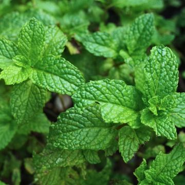 Spanische Minze - Mentha espagnole