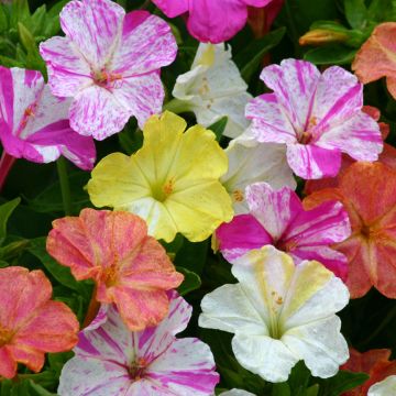 Mirabilis jalapa Marbles Mix (Samen) - Wunderblume