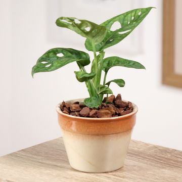 Monstera obliqua