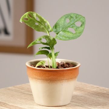 Monstera adansonii - Fensterblatt