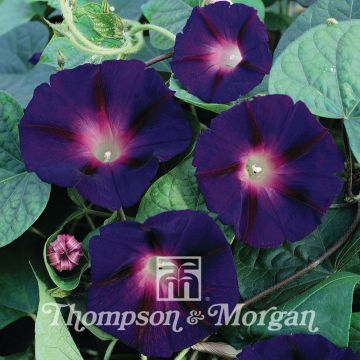 Ipomoea purpurea Star of Yelta (Samen) - Prunkwinde