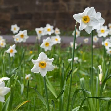 Narcissus Lancaster