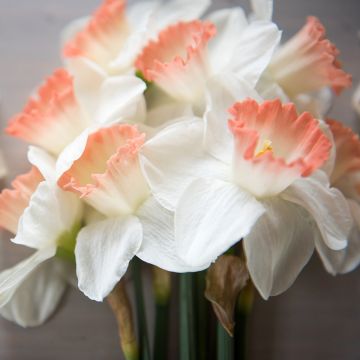 Narcissus Pink Charm