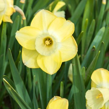 Narcissus Sabatini