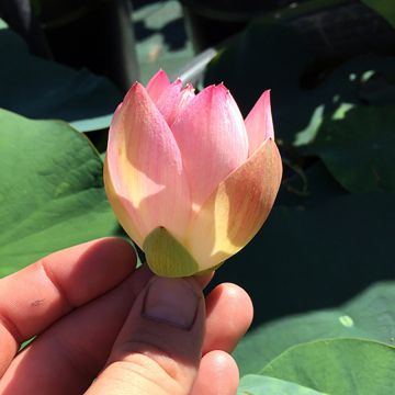 Nelumbo Princess Abby of Ten-Mile Creek - Indische Lotosblume
