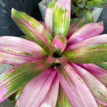 Neoregelia Cotton Candy