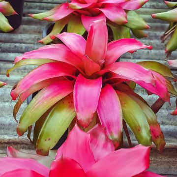 Neoregelia Medusa
