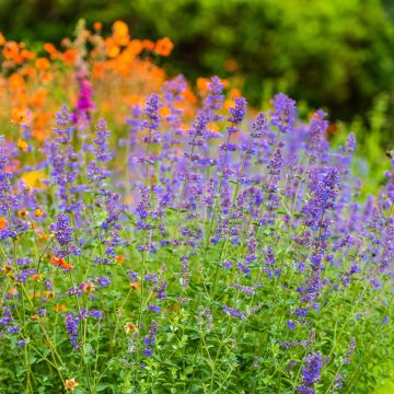 Nepeta faassenii Six Hill s Giant Nepeta faassenii Six Hill s Giant