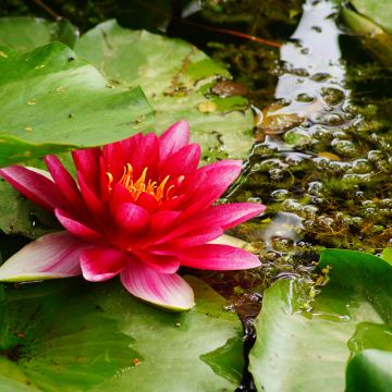 Nymphaea Attraction - Nénuphar rouge Nymphaea Attraction - Nénuphar rouge