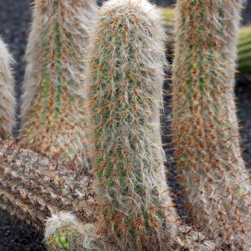 Oreocereus trollii - Kaktus