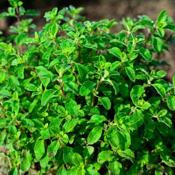 Majoran - Origanum