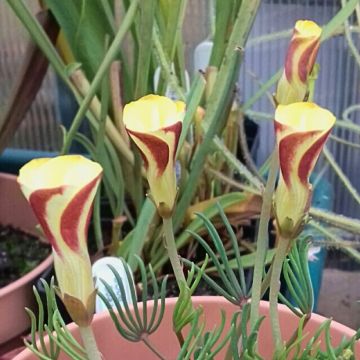Zweifarbiger Sauerklee Golden Cape - Oxalis versicolor