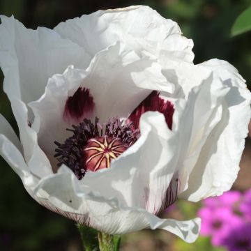 Orientalischer Mohn Perry's White - Papaver orientale