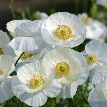 Klatsch-Mohn Bridal Silk (Samen) - Papaver rhoeas