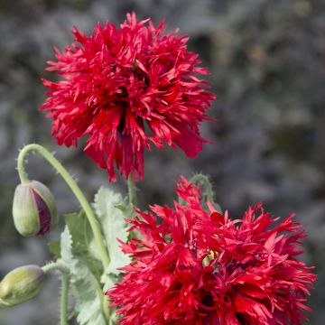 Schlafmohn Crimson Feathers (Samen) - Papaver