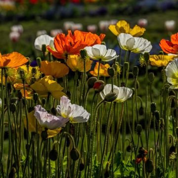 Papaver nudicaule Artist’s Glory (Samen) - Isländischer Mohn