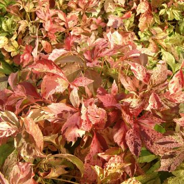 Wilder Wein Star Shower - Parthenocissus quinquefolia