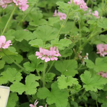 Duftende Pelargonie Attar of Roses - Pelargonium x capitatum