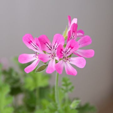 Duftende Pelargonie Pink Capricorn - Pelargonium capitatum