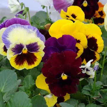 Pensée à très grandes fleurs Big up en mélange Mini-motte