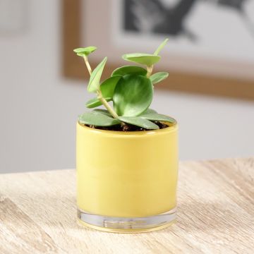 Peperomia Hope - Zwergpfeffer