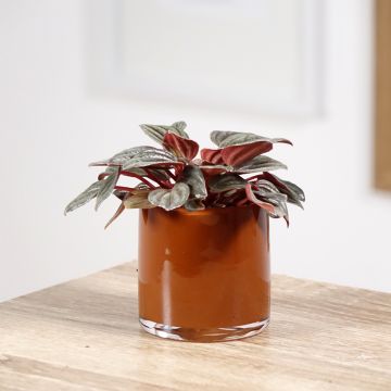 Peperomia albovittata Piccolo Banda - Zwergpfeffer