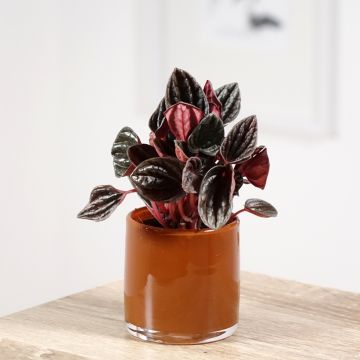 Peperomia caperata Montevideo - Zwergpfeffer