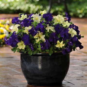 Petunia Blueberry Lime (Samen)