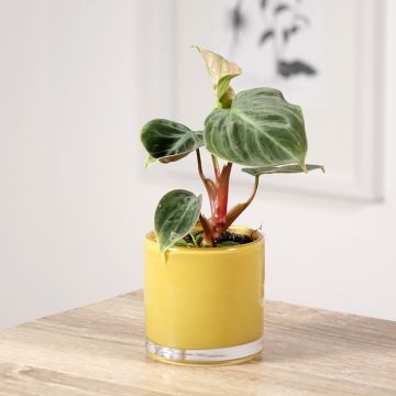 Philodendron El Choco Red