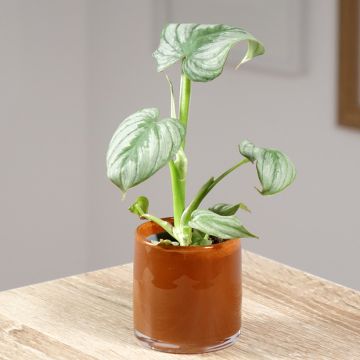 Philodendron McDowell