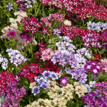 Sommer-Phlox Starry Eyes (Samen) - Phlox