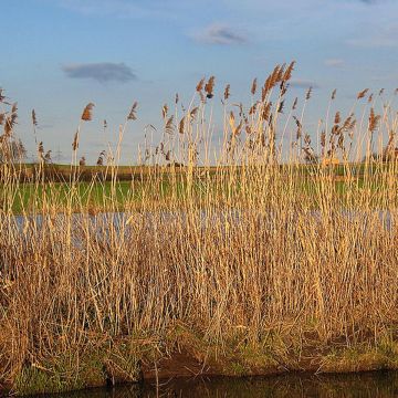 Phragmites australis - Roseau commun