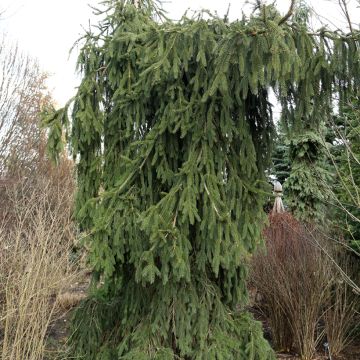 Picea abies Wartburg