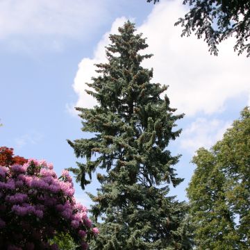 Picea pungens