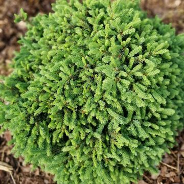Epinette blanche - Picea glauca Echiniformis                      