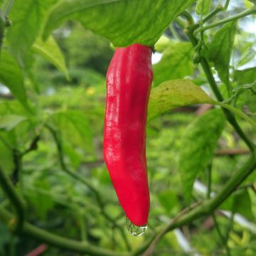 Chili-Pfeffer Sucette De Provence