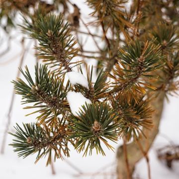 Pinus thunbergii Kotobuki - Japanische Schwarz-Kiefer