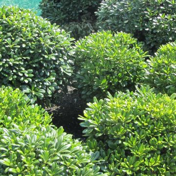 Pittosporum tobira Nanum Pittosporum tobira Nanum