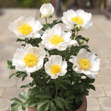 Paeonia Patio Peony Dublin - Zwerg Edel-Pfingstrosen