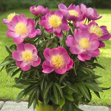 Paeonia Patio Peony Kiev - Zwerg Edel-Pfingstrosen