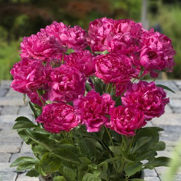 Paeonia Patio Peony London - Zwerg Edel-Pfingstrosen